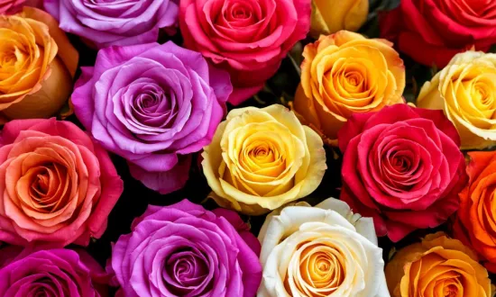 Как сказать &laquo;Я тебя люблю&raquo; без слов: тайный смысл оттенков роз