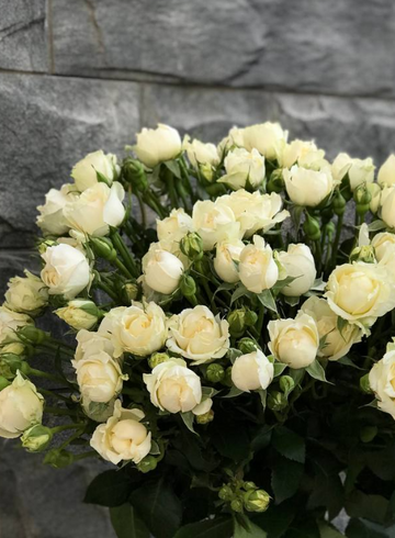 Кремовые кустовые розы под ленту от интернет-магазина цветов в 