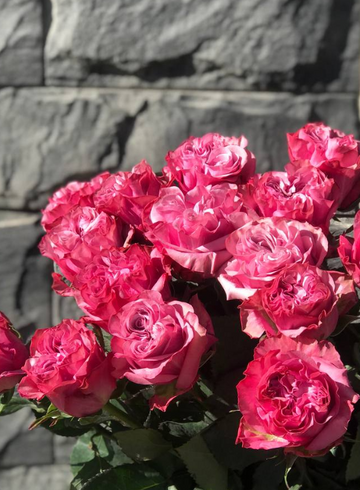 Розы Country Blues под ленту от интернет-магазина цветов в 