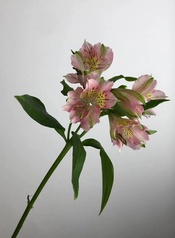 Альстромерия  от интернет-магазина цветов в 