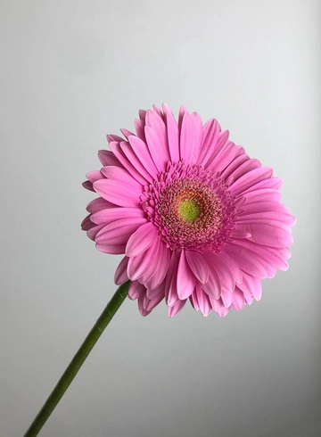 Гербера  от интернет-магазина цветов в 