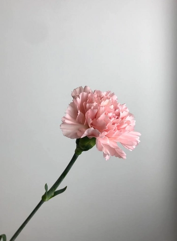 Диантус розовый от интернет-магазина цветов в 