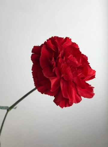 Гвоздика от интернет-магазина цветов в 