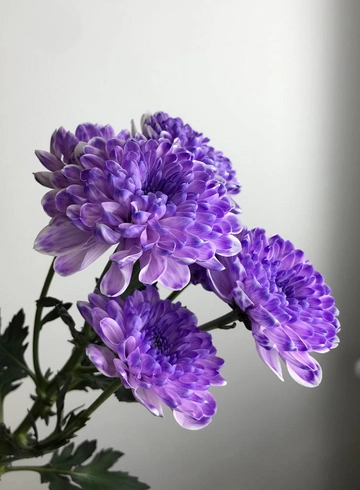 Хризантема кустовая цветная от интернет-магазина цветов в 