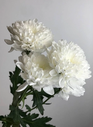 Хризантема кустовая белая от интернет-магазина цветов в 