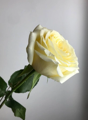 Роза кремовая Candlelight от интернет-магазина цветов в 