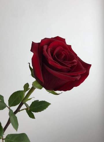 Роза красная Explorer от интернет-магазина цветов в 