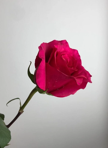 Роза малиновая Hot explorer от интернет-магазина цветов в 