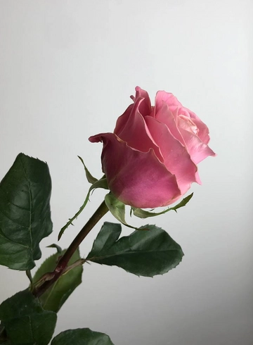 Роза нежно-розовая  Hermosa от интернет-магазина цветов в 