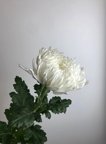 Хризантема одноголовая от интернет-магазина цветов в 