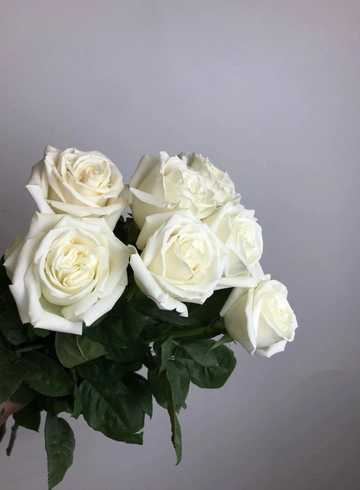 Розы Proud под ленту от интернет-магазина цветов в 